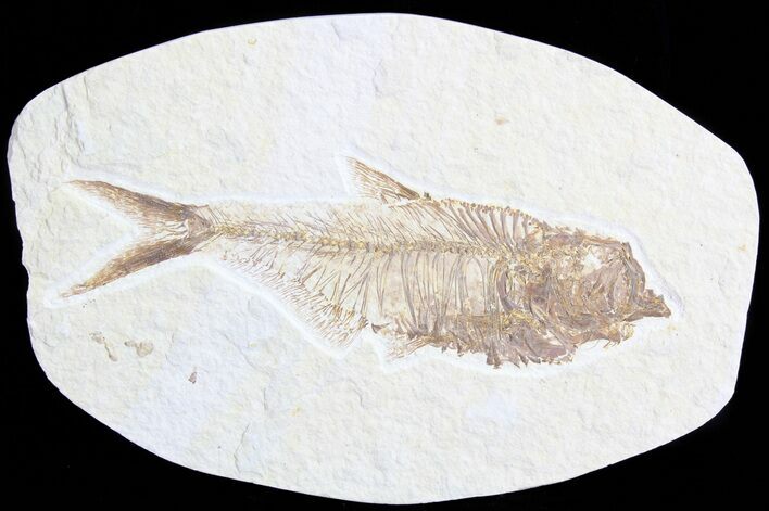 Detailed, Diplomystus Fossil Fish - Wyoming #63953